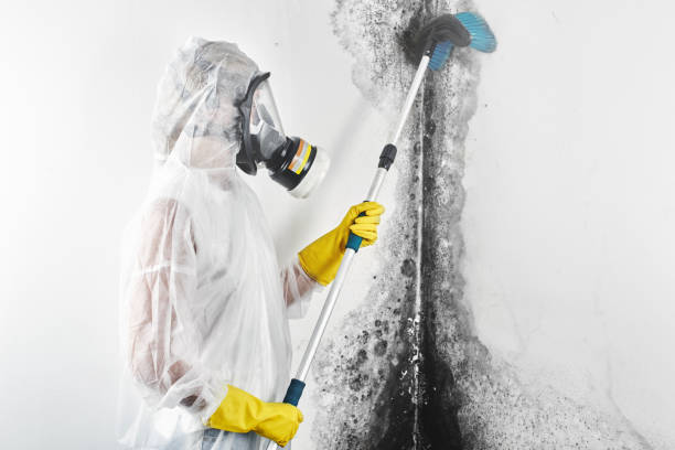 Best Biohazard Mold Removal  in Shaker Heights, OH
