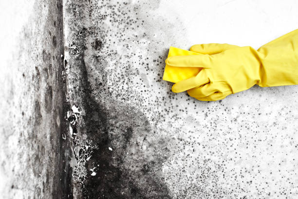 Best Black Mold Removal  in Shaker Heights, OH